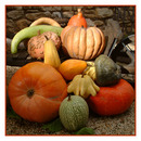Pumpkins 005